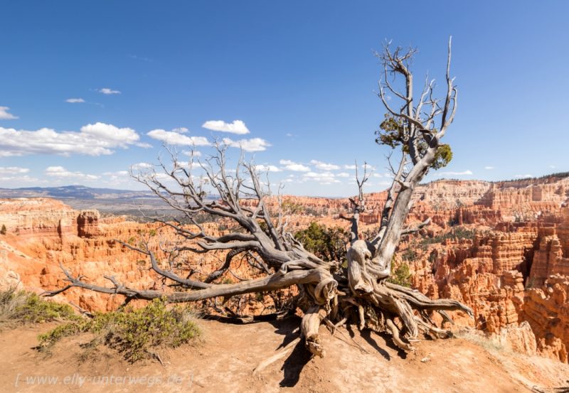 Der Bryce Canyon